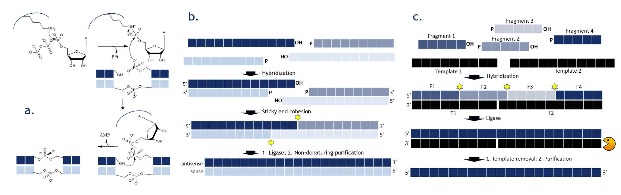 sgRNA Synthesis Using Splinted Ligation